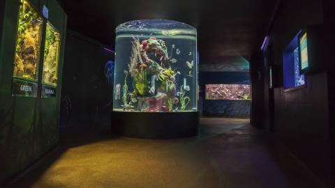 Dingle Aquarium